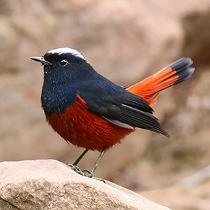 White-capped Redstart